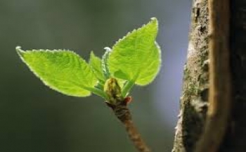 Tu để vượt qua nghịch cảnh cuộc đời